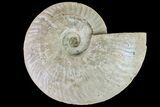 6.35" Silver Iridescent Ammonite (Cleoniceras) Fossil - Madagascar - #159400-1